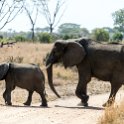 TZA MAR SerengetiNP 2016DEC24 SeroneraWest 024 : 2016, 2016 - African Adventures, Africa, Date, December, Eastern, Mara, Month, Places, Serengeti National Park, Seronera, Tanzania, Trips, Year